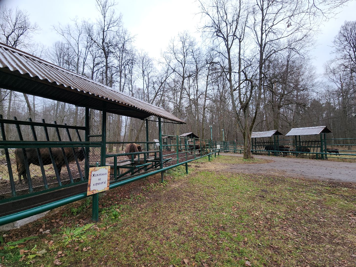 серпухов, подмосковье, зубры, усыновить зубра, центральный зубровый питомник,приокско-террасный заповедник,