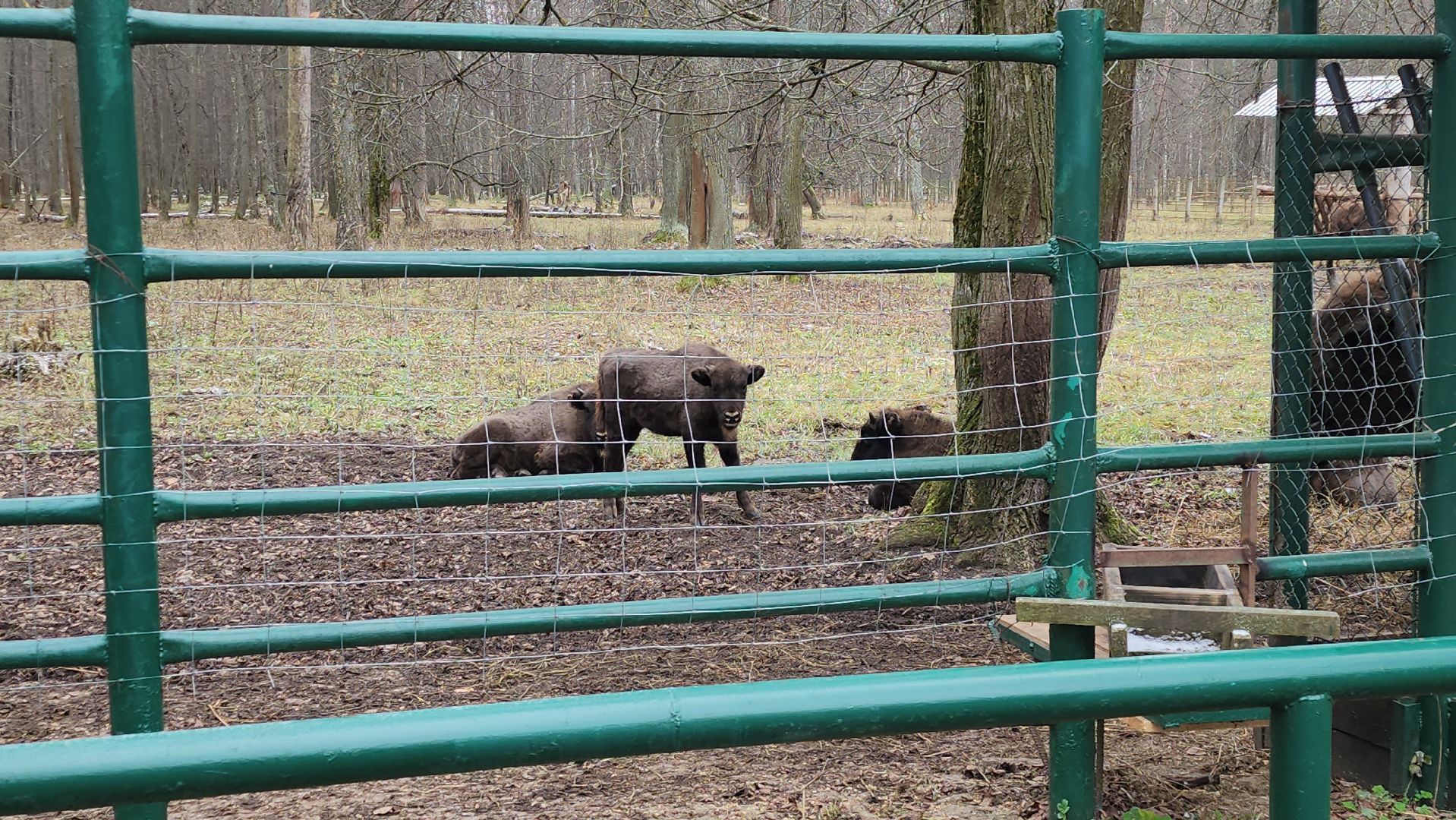 серпухов, подмосковье, зубры, усыновить зубра, центральный зубровый питомник,приокско-террасный заповедник,
