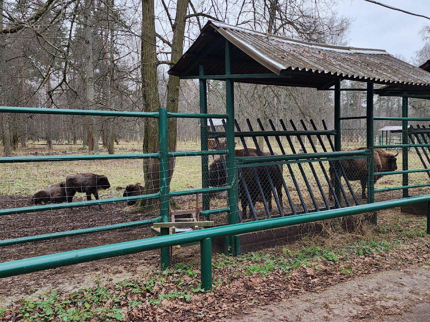 серпухов, подмосковье, зубры, усыновить зубра, центральный зубровый питомник,приокско-террасный заповедник,