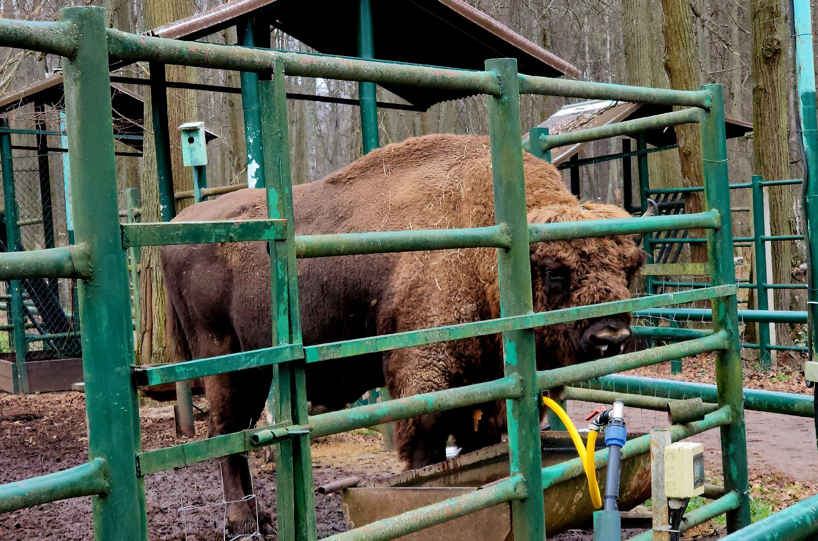 серпухов, подмосковье, зубры, усыновить зубра, центральный зубровый питомник,приокско-террасный заповедник,