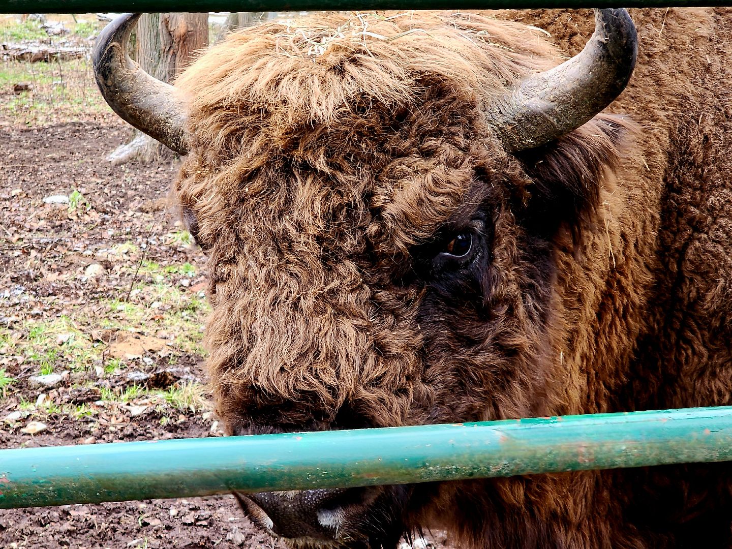 серпухов, подмосковье, зубры, усыновить зубра, центральный зубровый питомник,приокско-террасный заповедник,