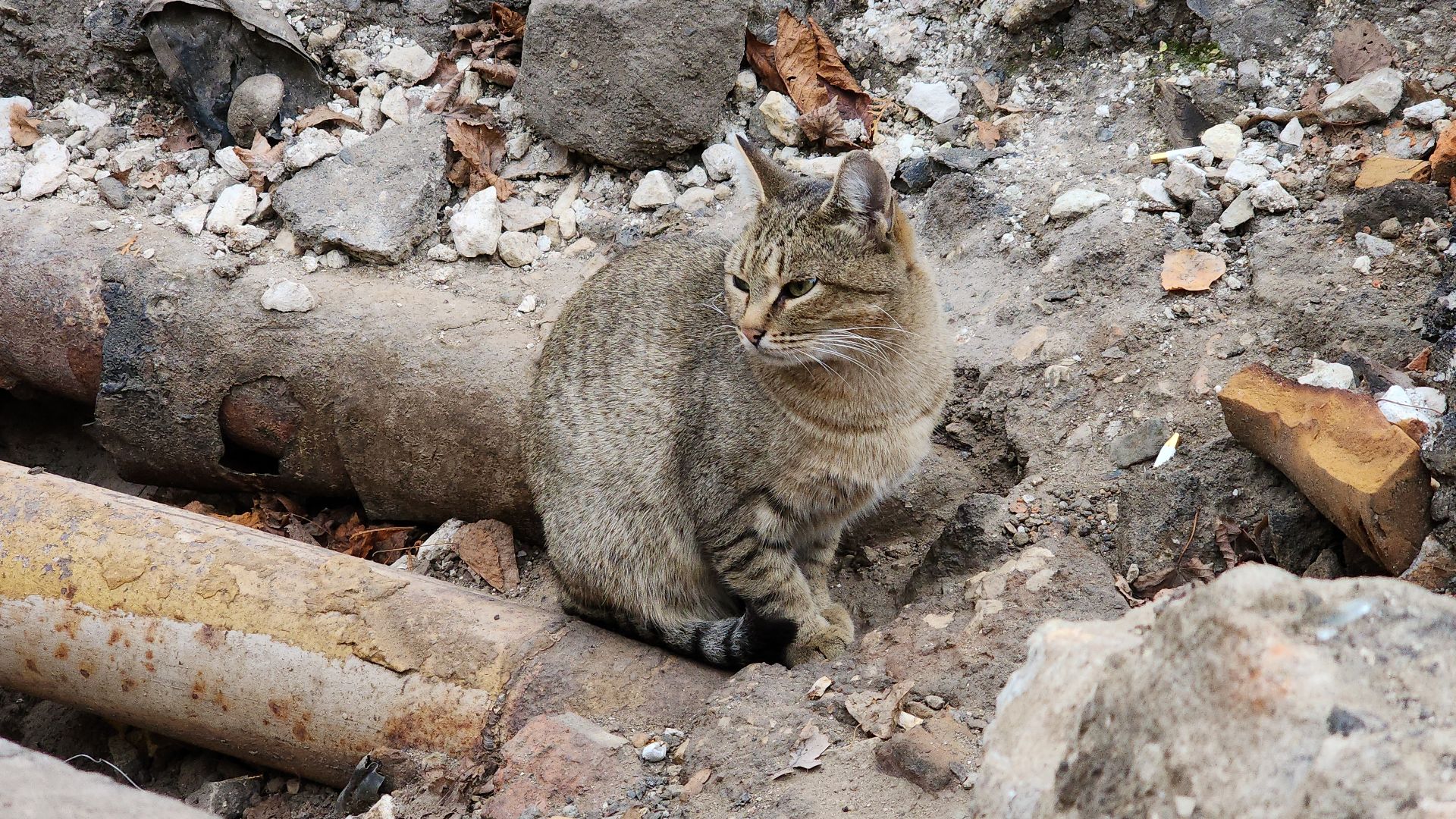 электросталь, жители города, обращения жителей, коммунальная служба, дворники, коммунальщики, жкх, жкх подмосковья, уборка городских территорий, уборка дворов, уборка детских площадок, вертикалки