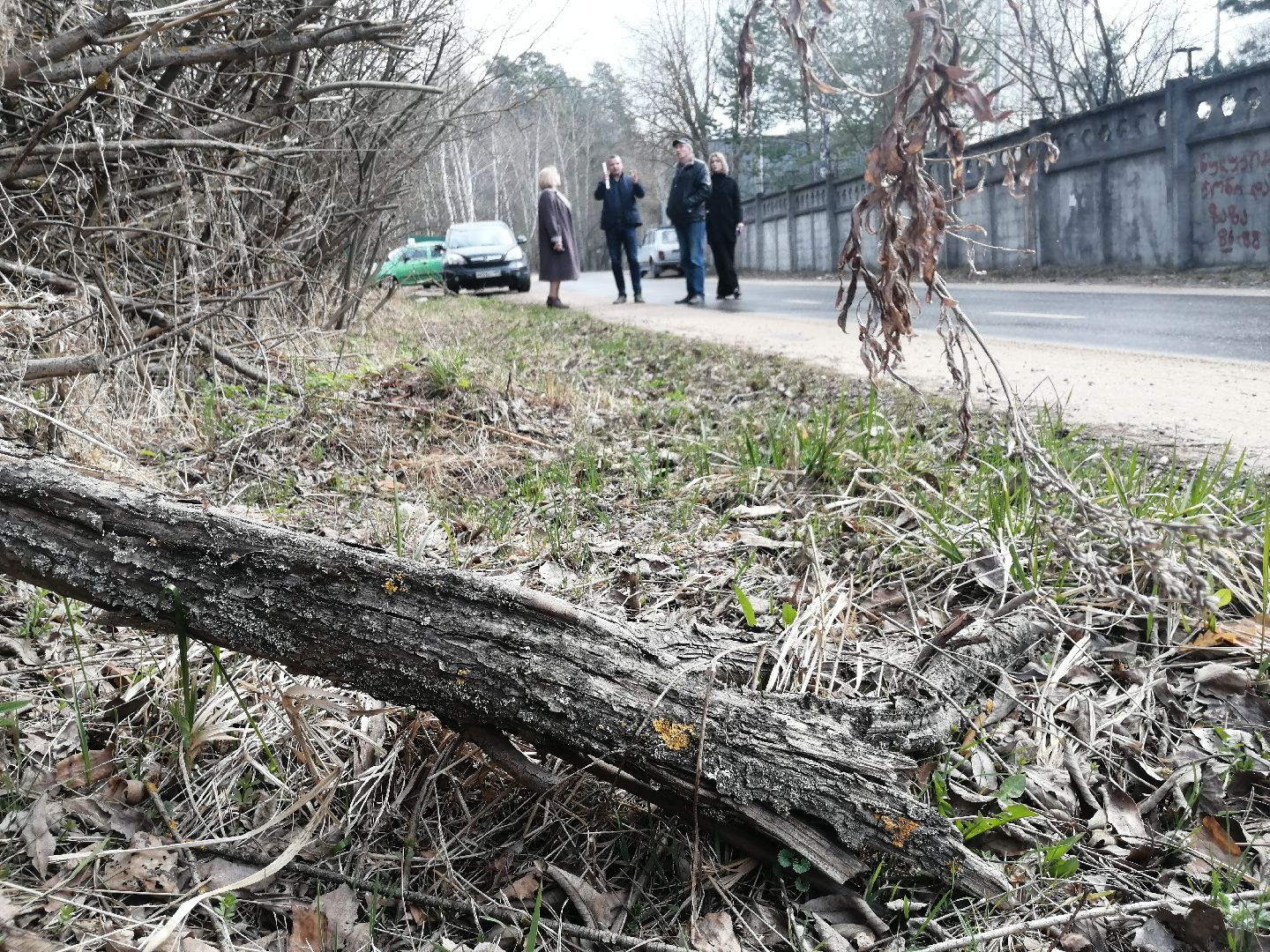 экология, порядок, благоустройства, деревья, Протвино