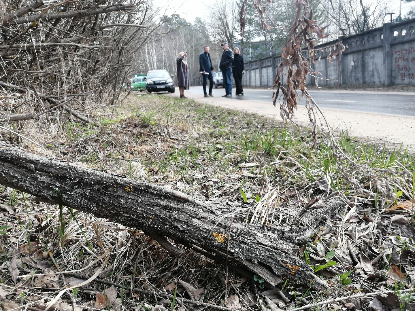 экология, порядок, благоустройства, деревья, Протвино