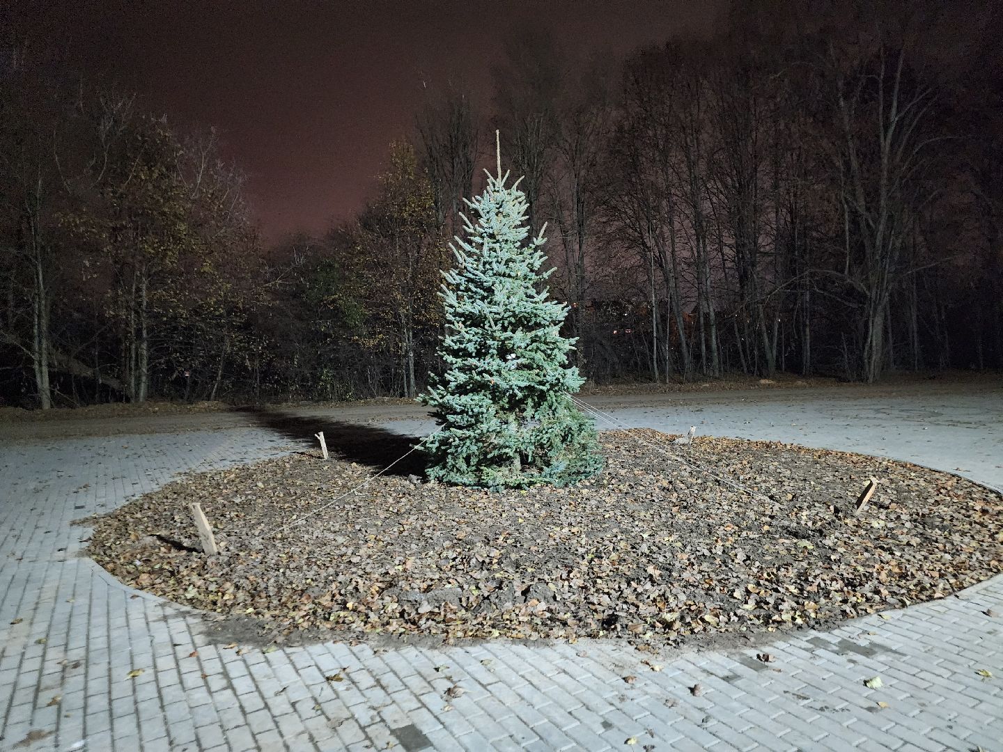 долгопрудный, бригантина, мангальная зона, шашлыки, ёлка, вертикалки,