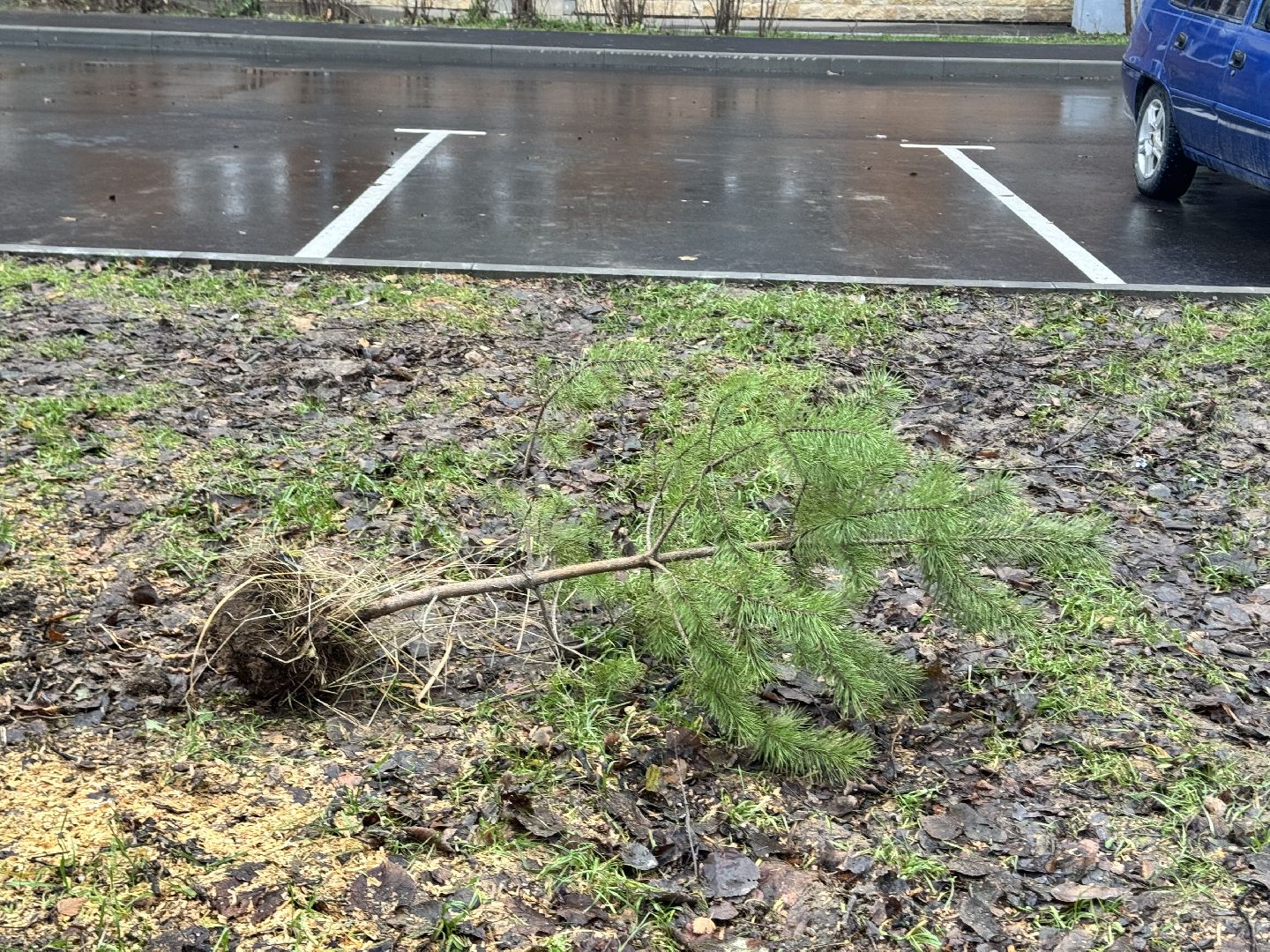 шаховская, посадка деревьев, коммунальная служба, вертикалки,