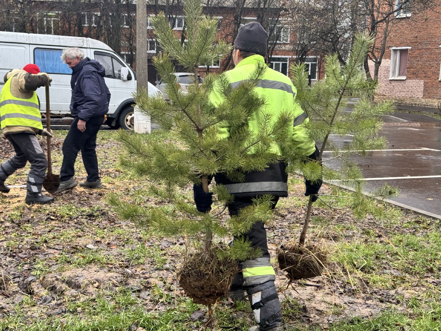 шаховская, посадка деревьев, коммунальная служба, вертикалки,