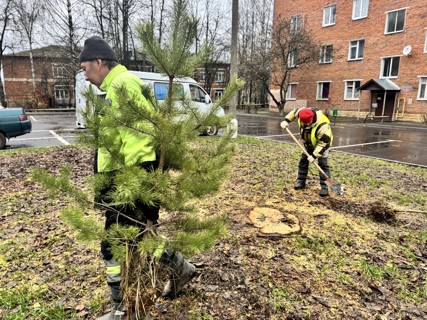 шаховская, посадка деревьев, коммунальная служба, вертикалки,