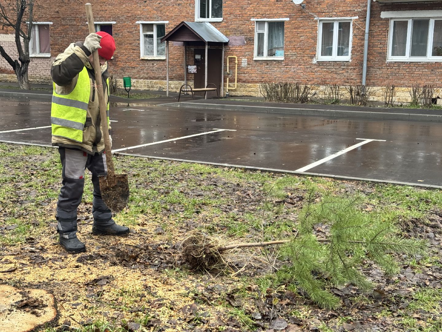 шаховская, посадка деревьев, коммунальная служба, вертикалки,