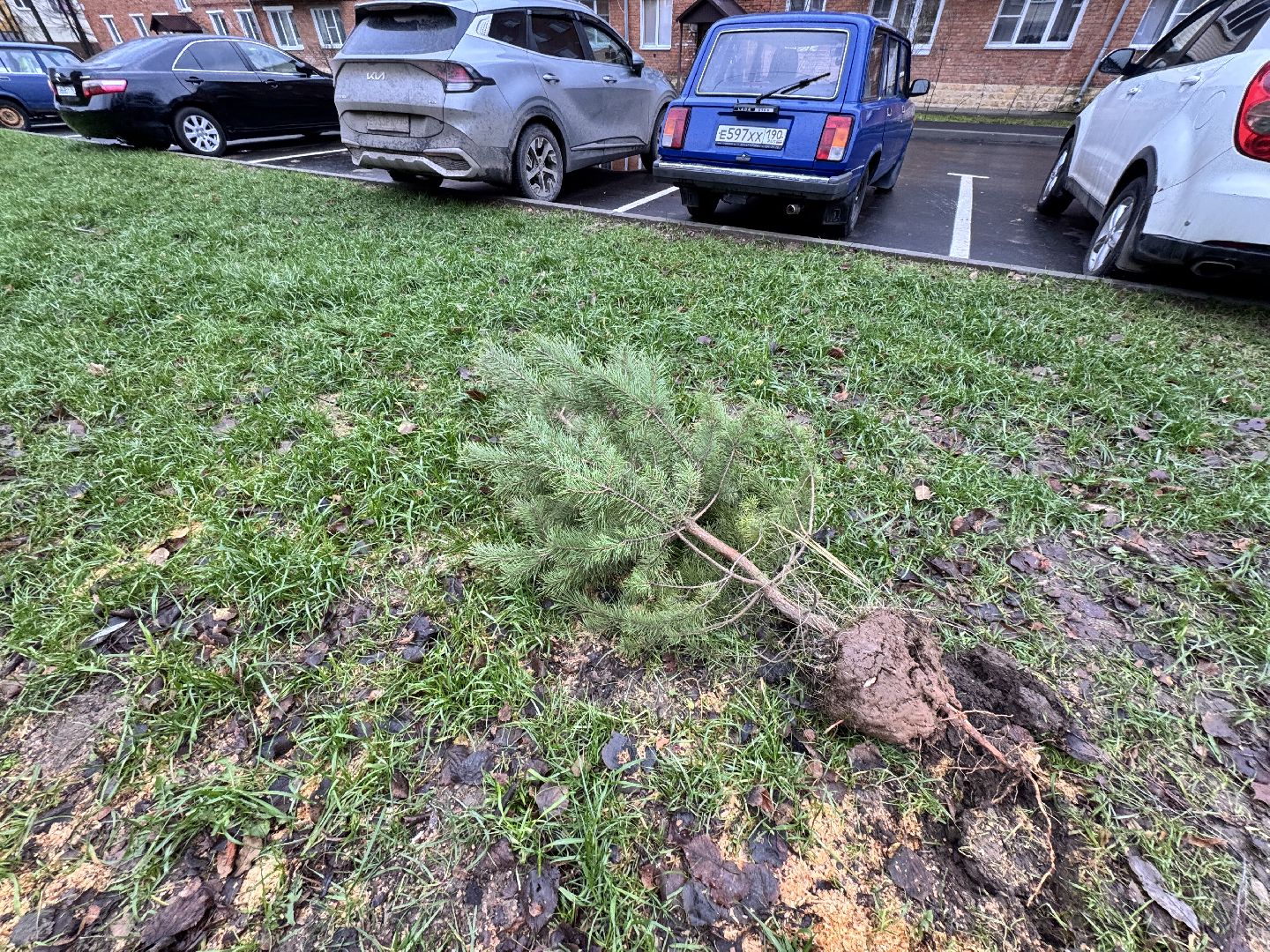 шаховская, посадка деревьев, коммунальная служба, вертикалки,
