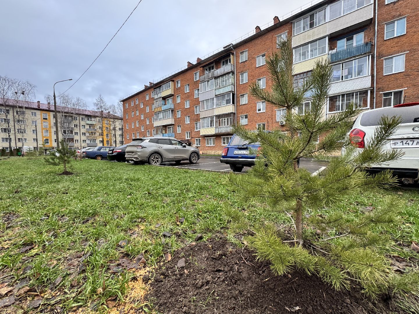 шаховская, посадка деревьев, коммунальная служба, вертикалки,