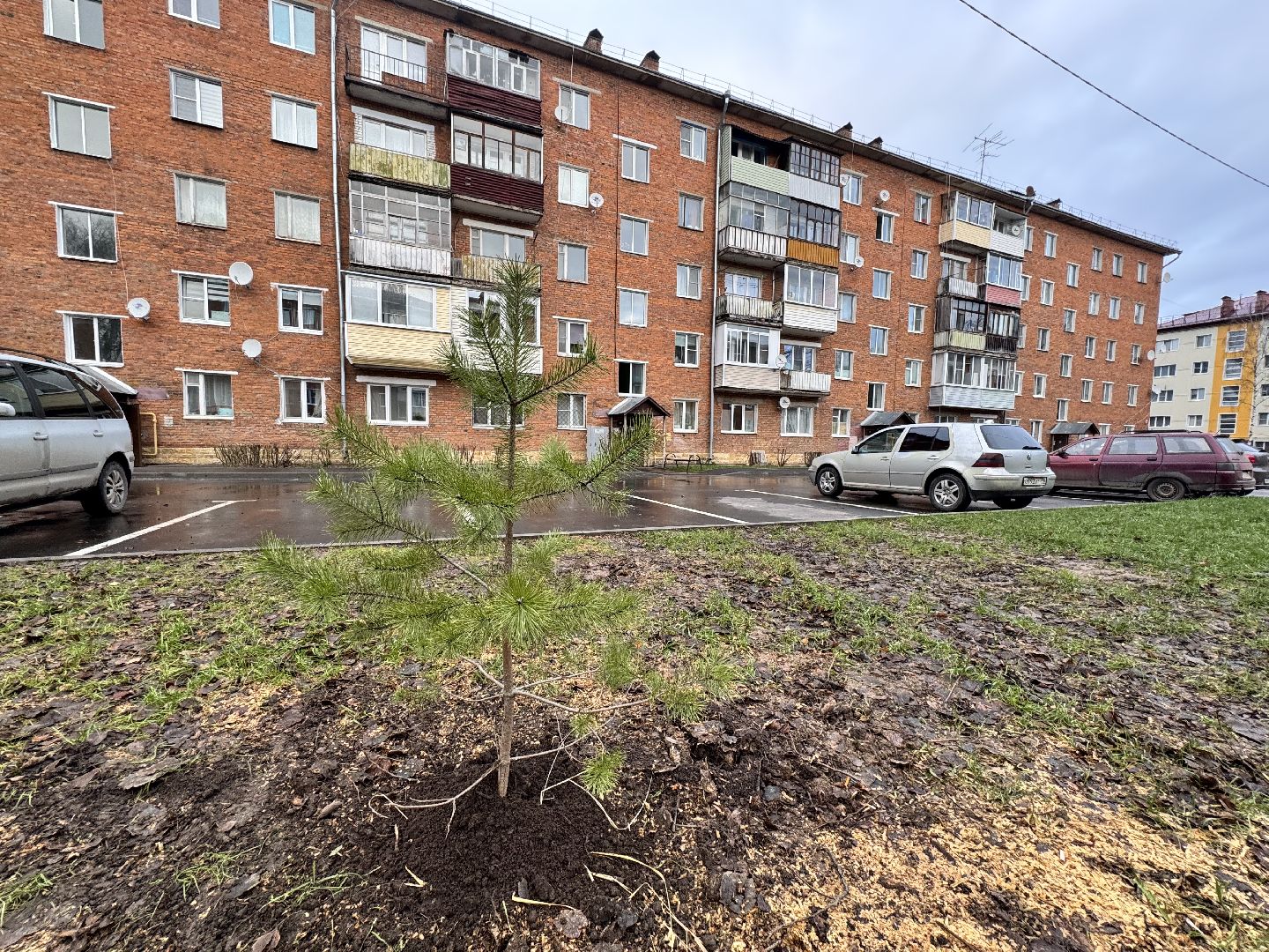 шаховская, посадка деревьев, коммунальная служба, вертикалки,