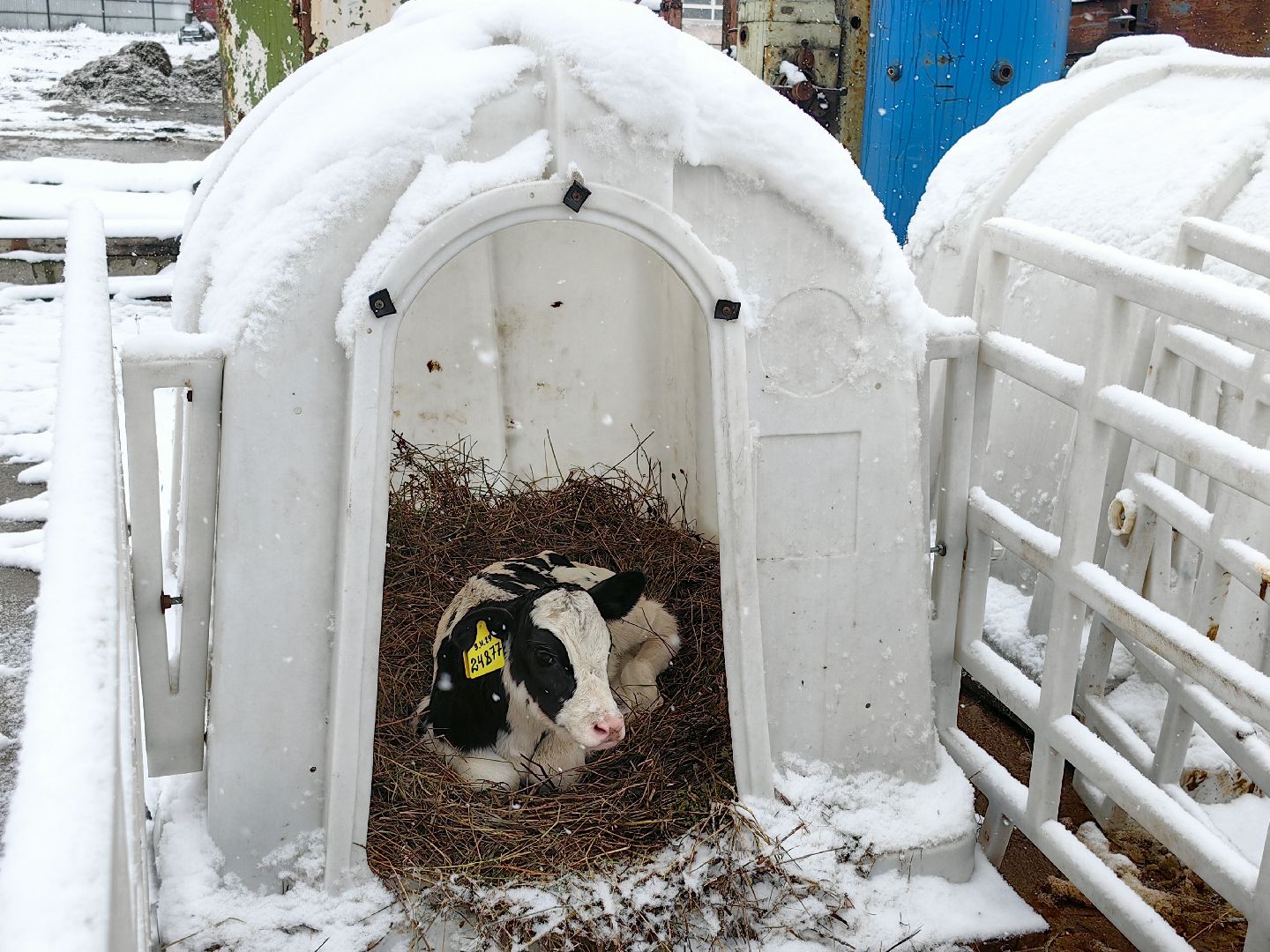 агротуризм, экскурсия, Грант, ферма, молоко, производство, коровник, делегация,
