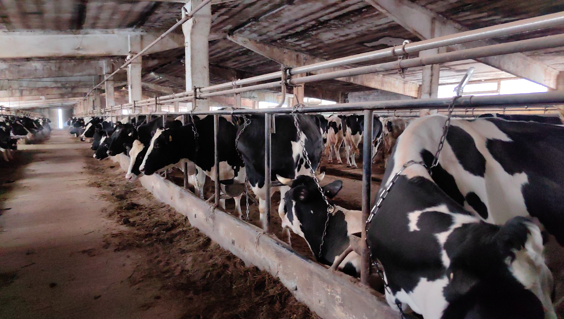 агротуризм, экскурсия, Грант, ферма, молоко, производство, коровник, делегация,