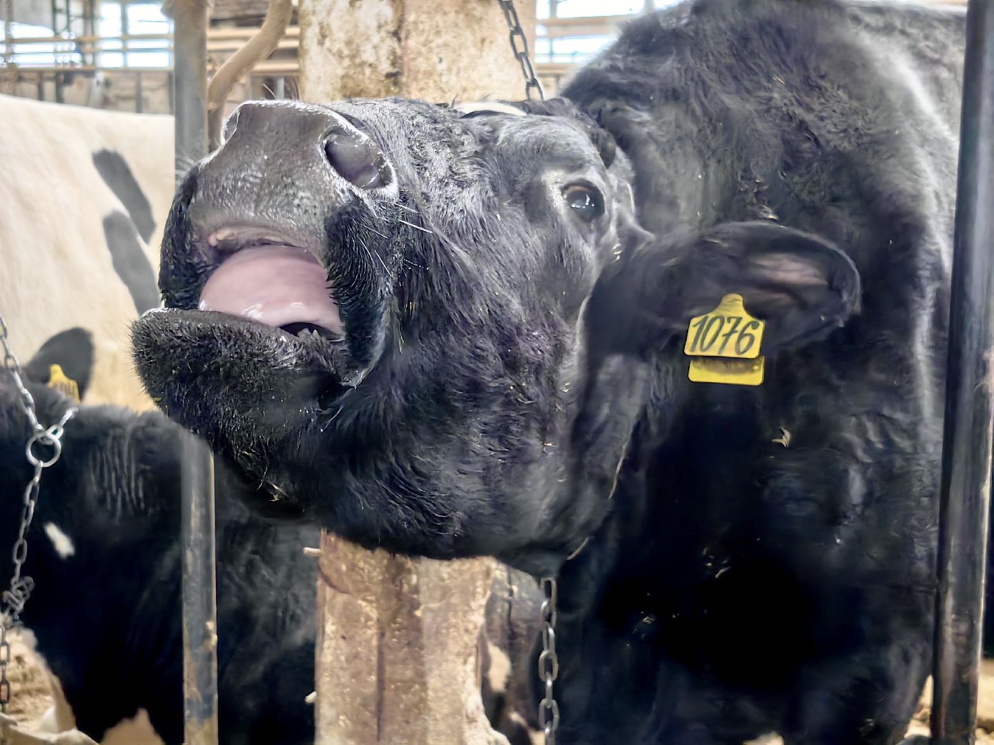 агротуризм, экскурсия, Грант, ферма, молоко, производство, коровник, делегация,