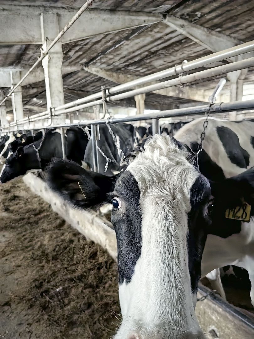 агротуризм, экскурсия, Грант, ферма, молоко, производство, коровник, делегация,