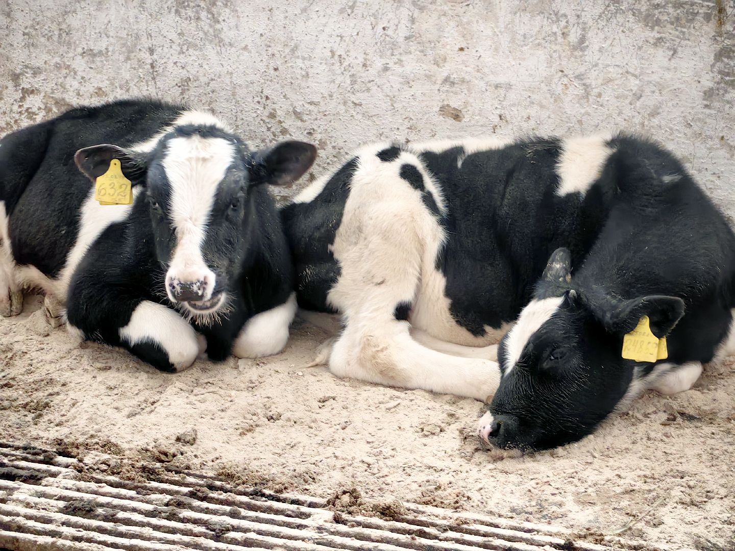 агротуризм, экскурсия, Грант, ферма, молоко, производство, коровник, делегация,