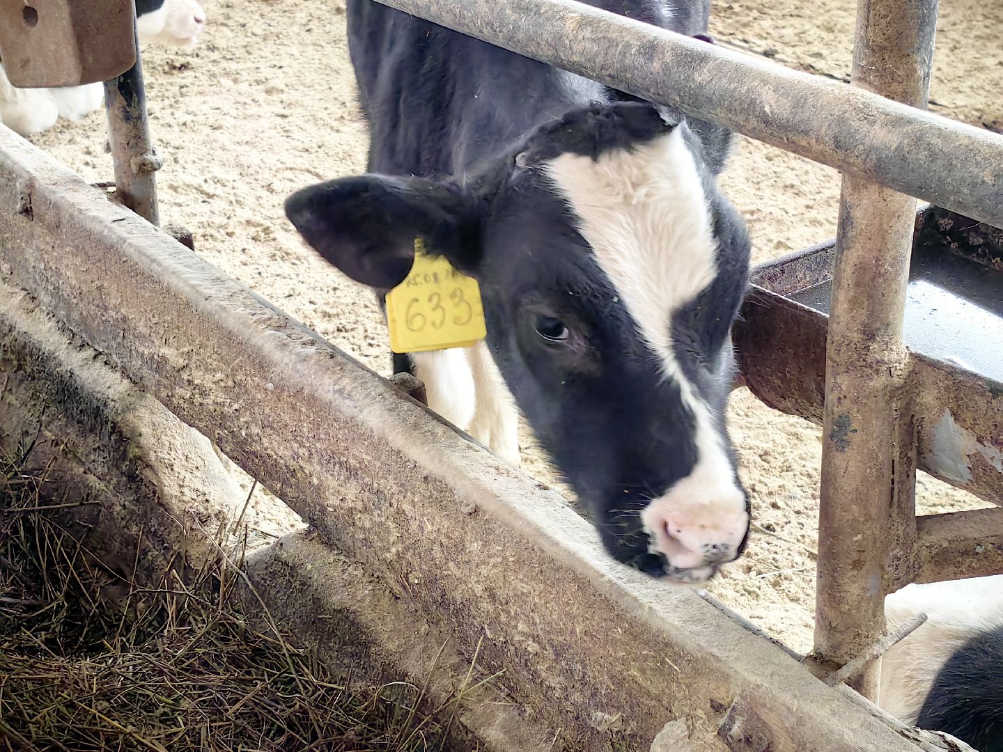 агротуризм, экскурсия, Грант, ферма, молоко, производство, коровник, делегация,