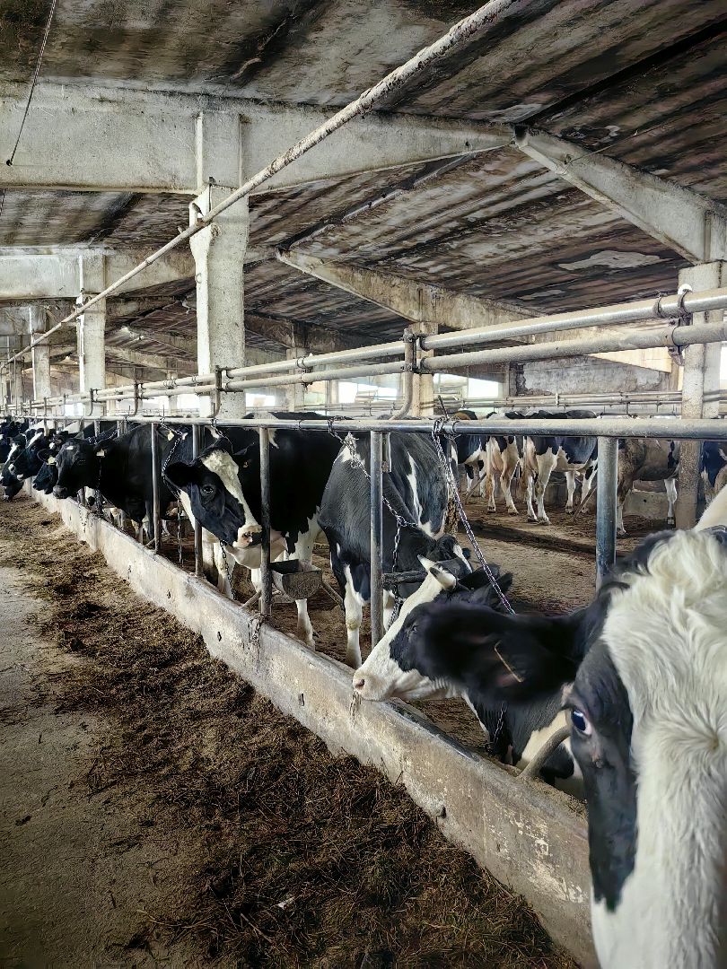 агротуризм, экскурсия, Грант, ферма, молоко, производство, коровник, делегация,