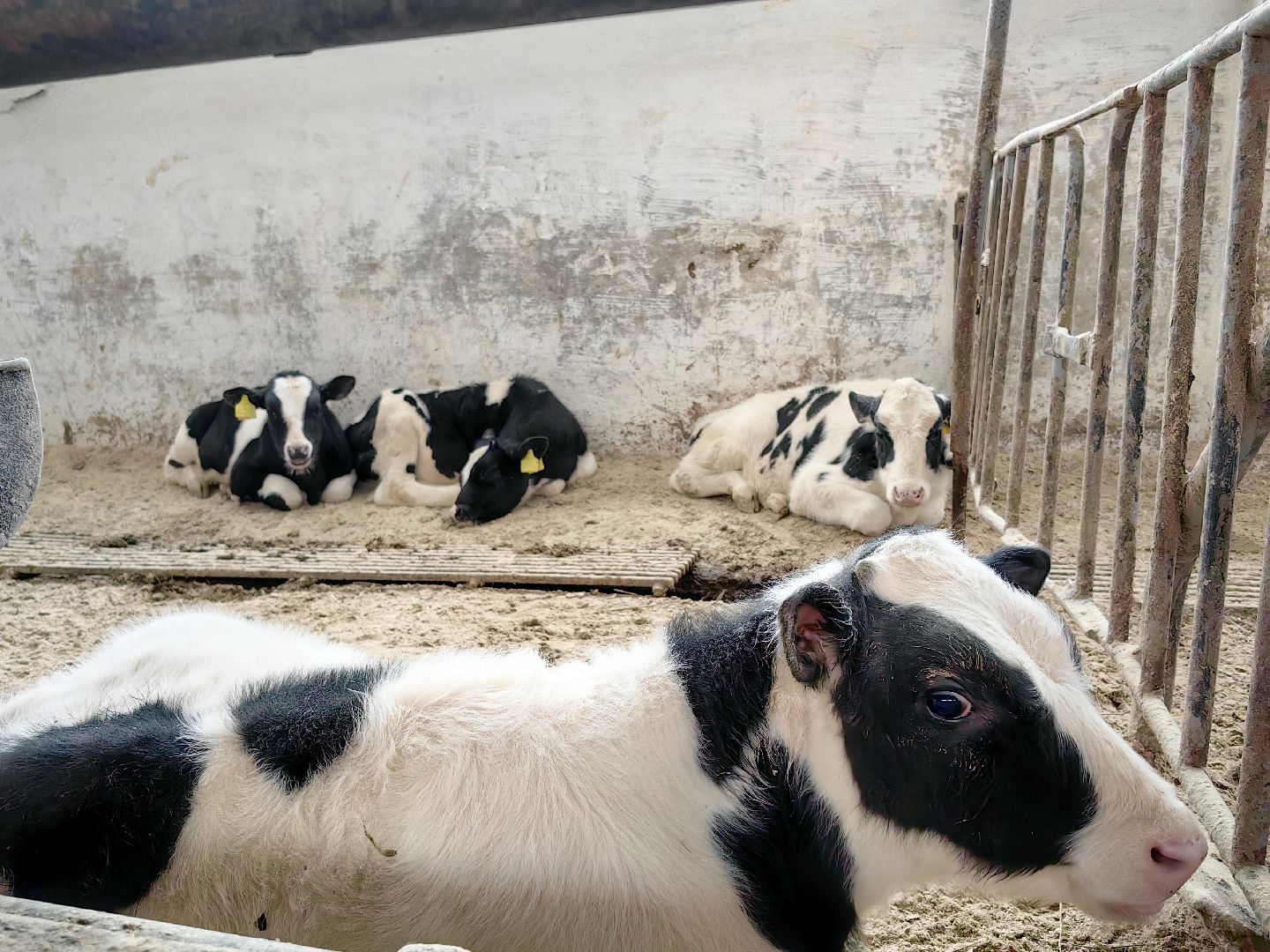 агротуризм, экскурсия, Грант, ферма, молоко, производство, коровник, делегация,