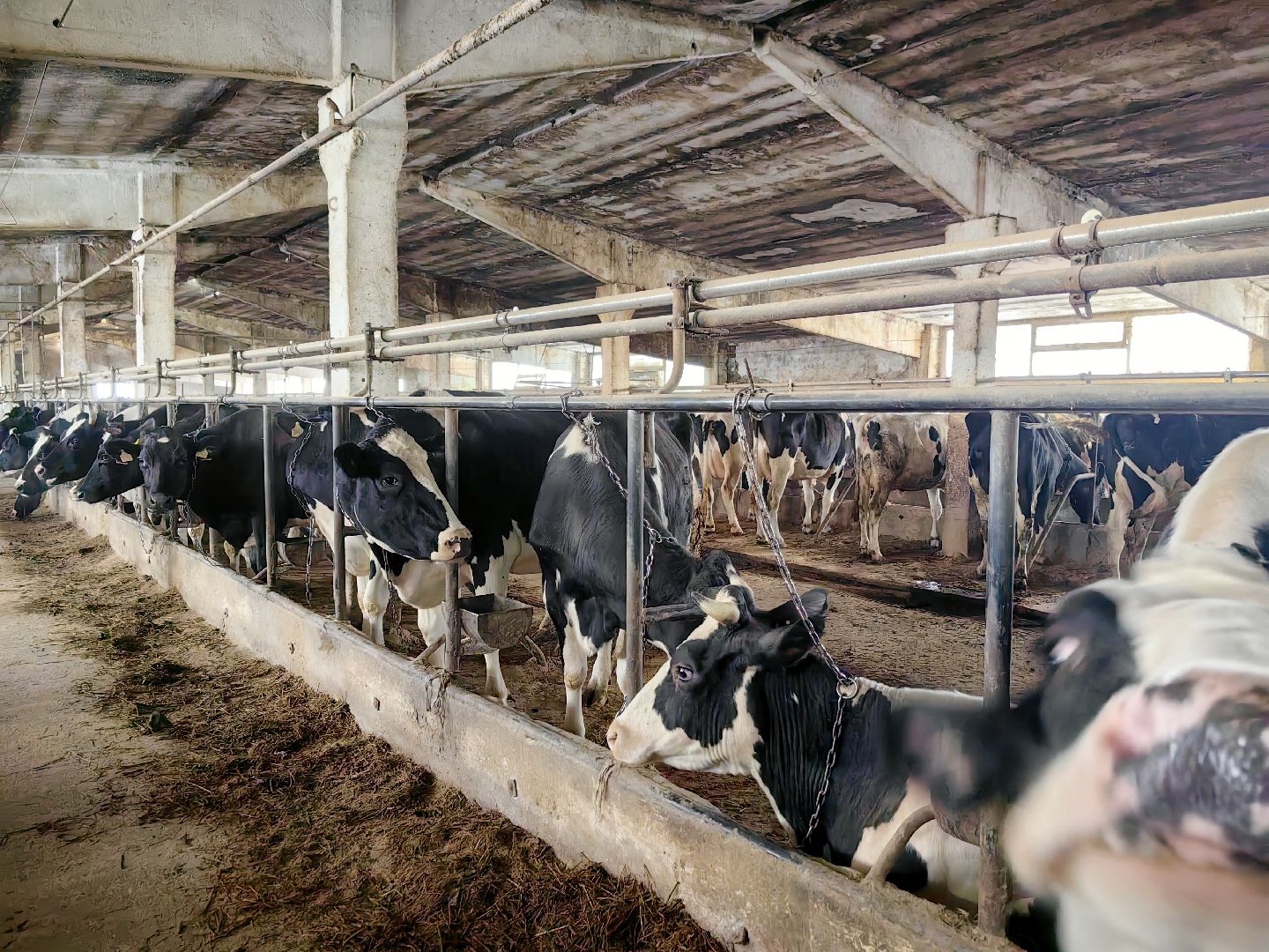 агротуризм, экскурсия, Грант, ферма, молоко, производство, коровник, делегация,