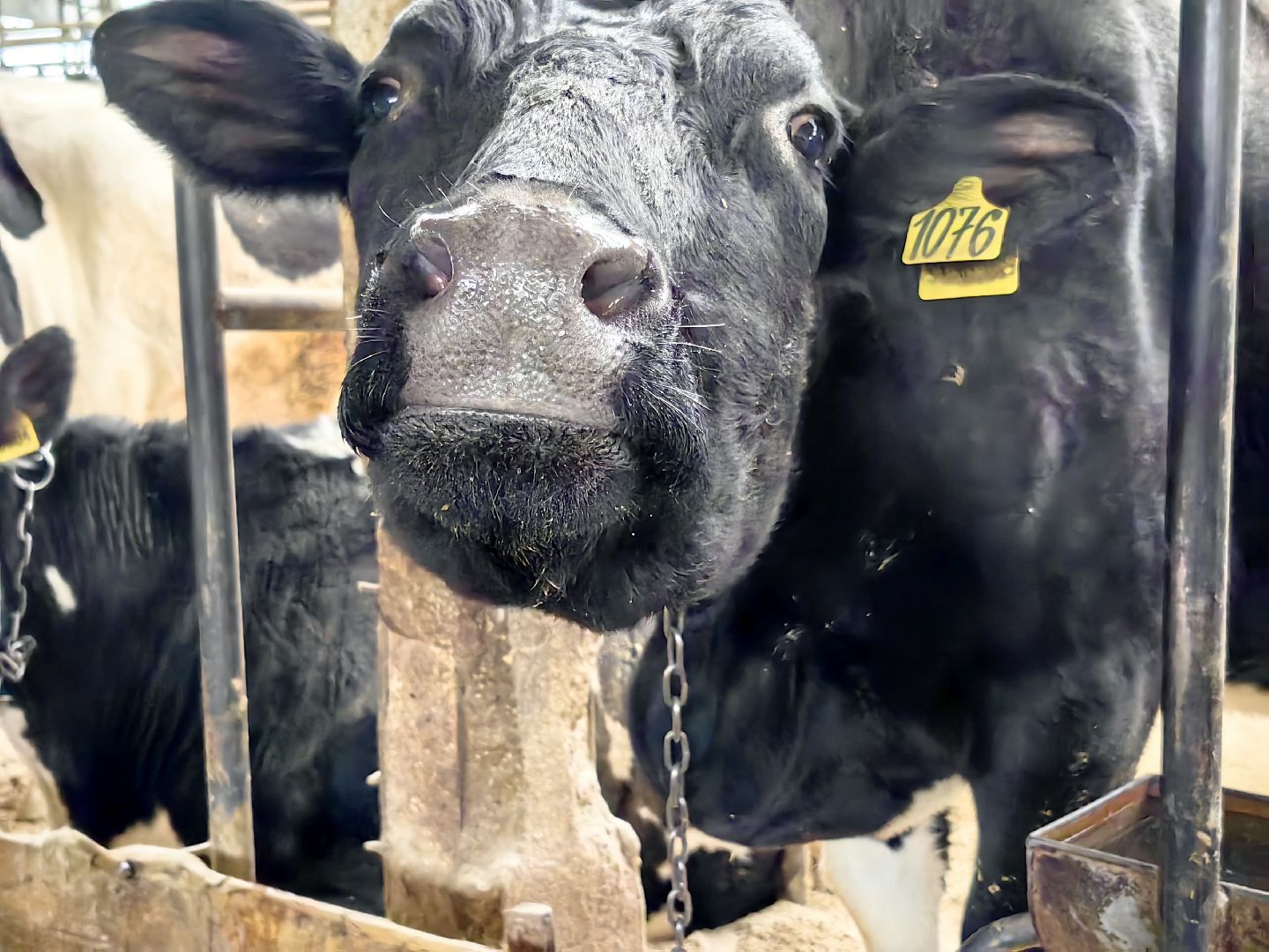 агротуризм, экскурсия, Грант, ферма, молоко, производство, коровник, делегация,