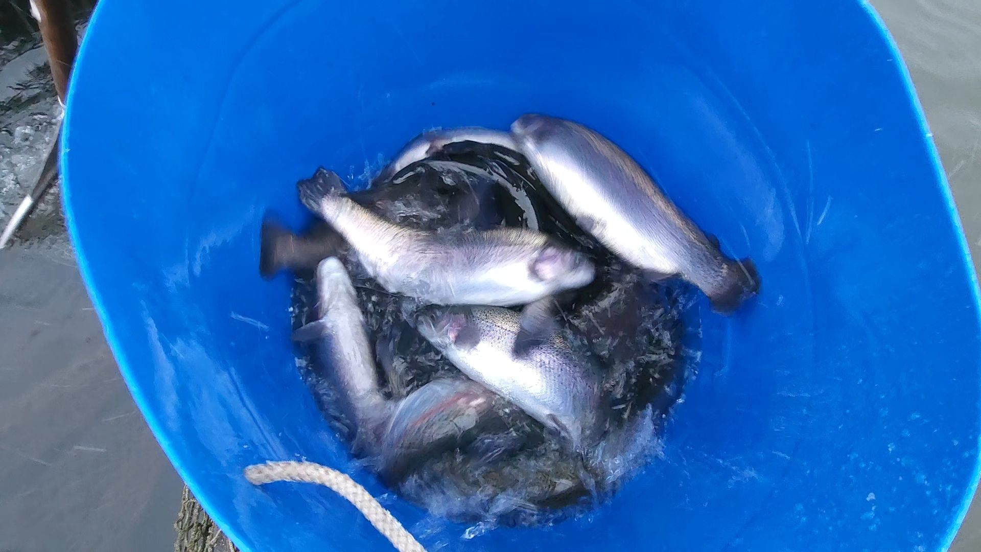 одинцово, отдых, рыбалка, форель, вертикалка, вертикальное видео,