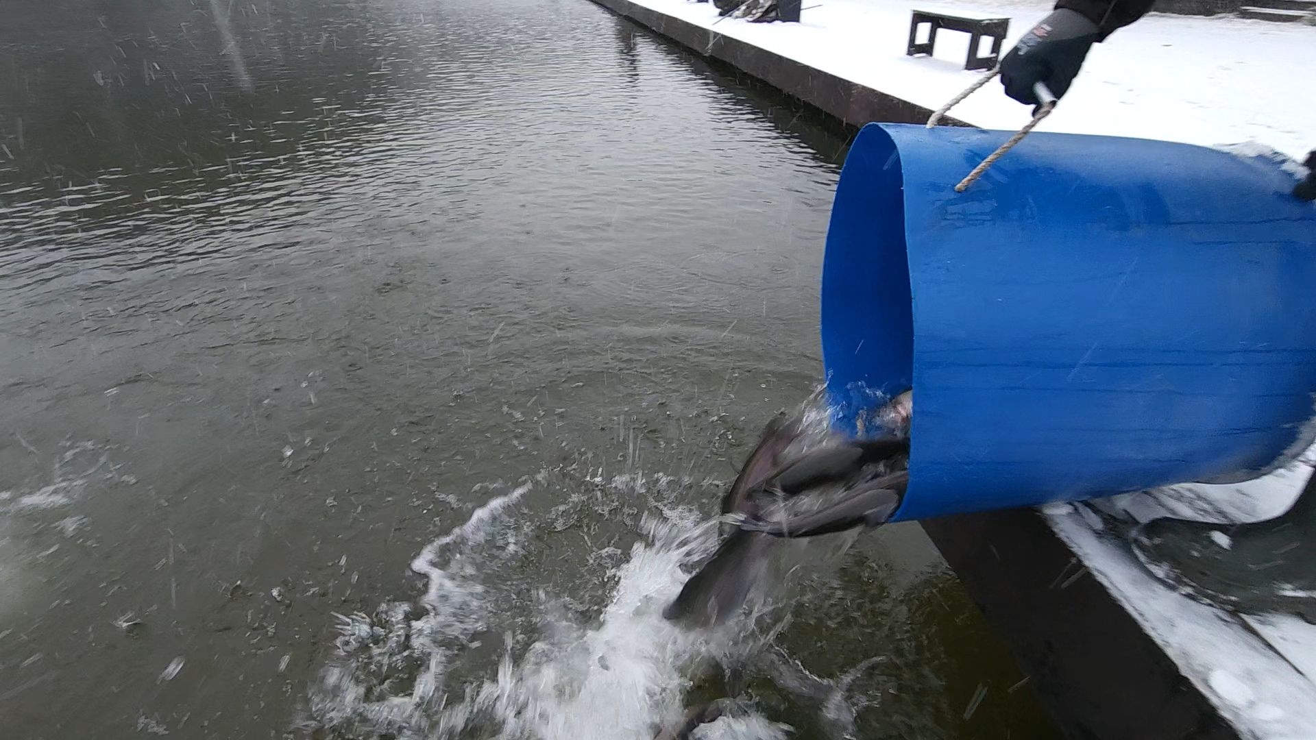 одинцово, отдых, рыбалка, форель, вертикалка, вертикальное видео,