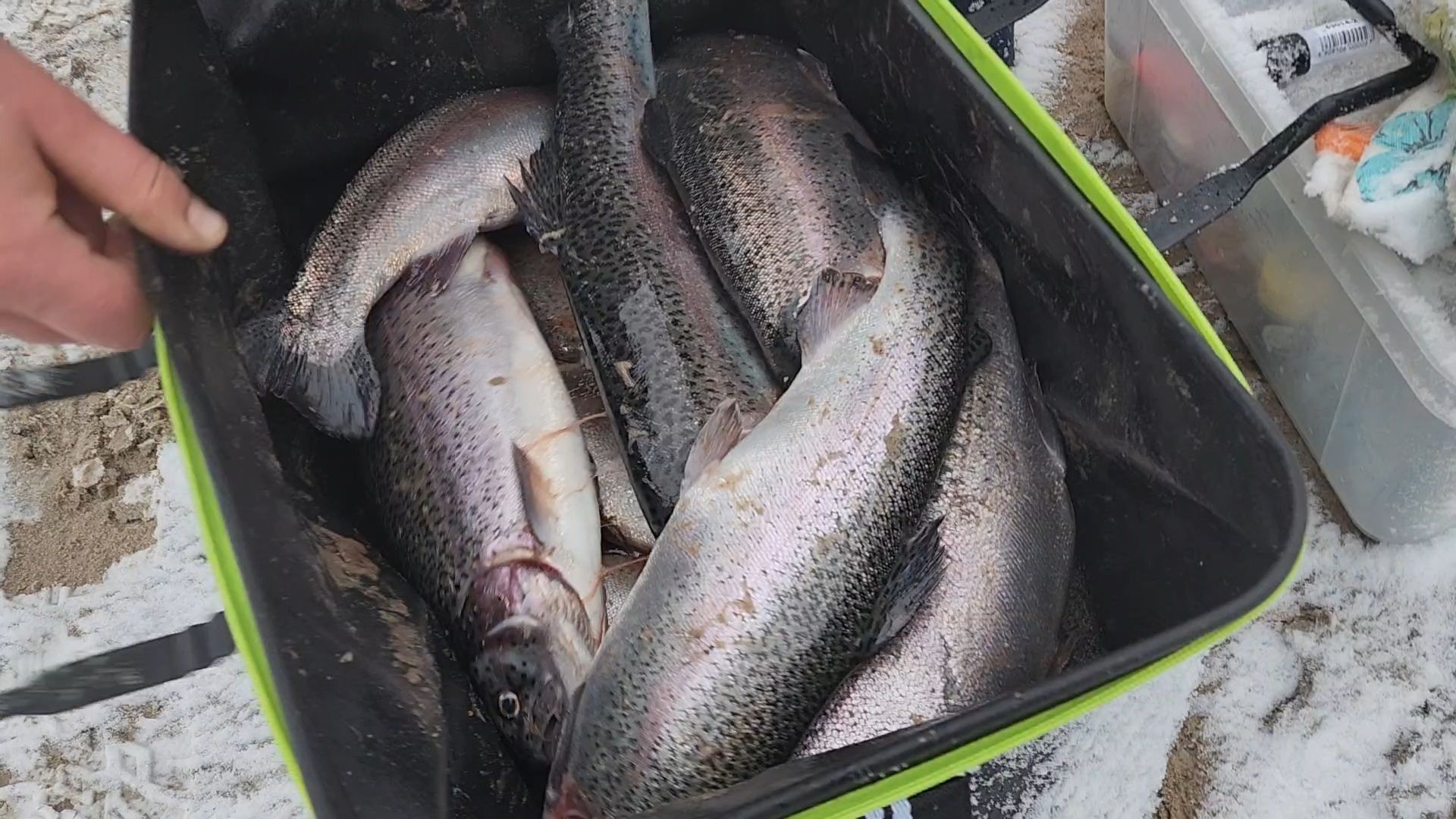 Раменское, Платная рыбалка, Сезон форели, Рыболовный клуб,Вертикалка, Вертикальное видео,