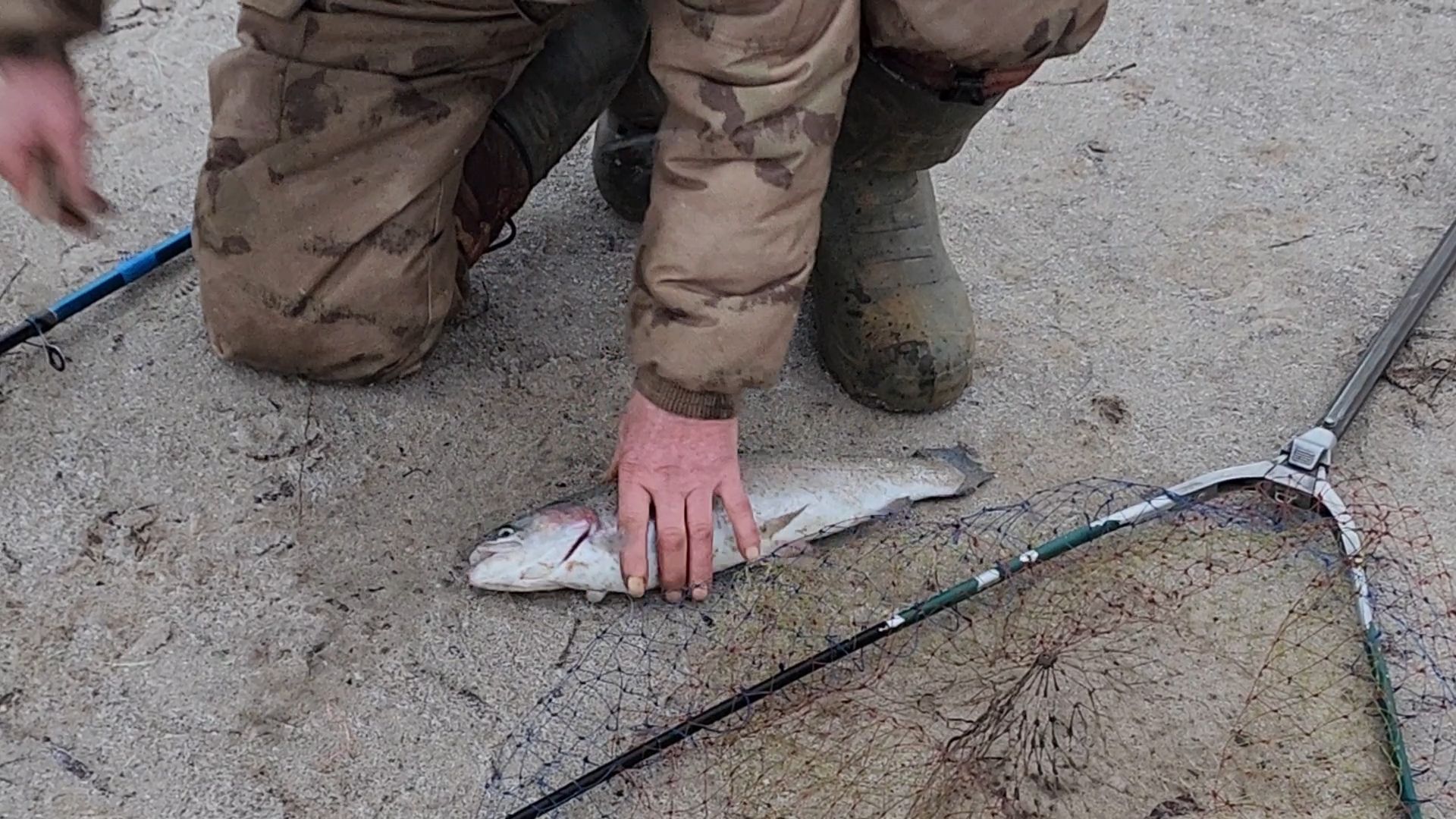 Раменское, Платная рыбалка, Сезон форели, Рыболовный клуб,Вертикалка, Вертикальное видео,