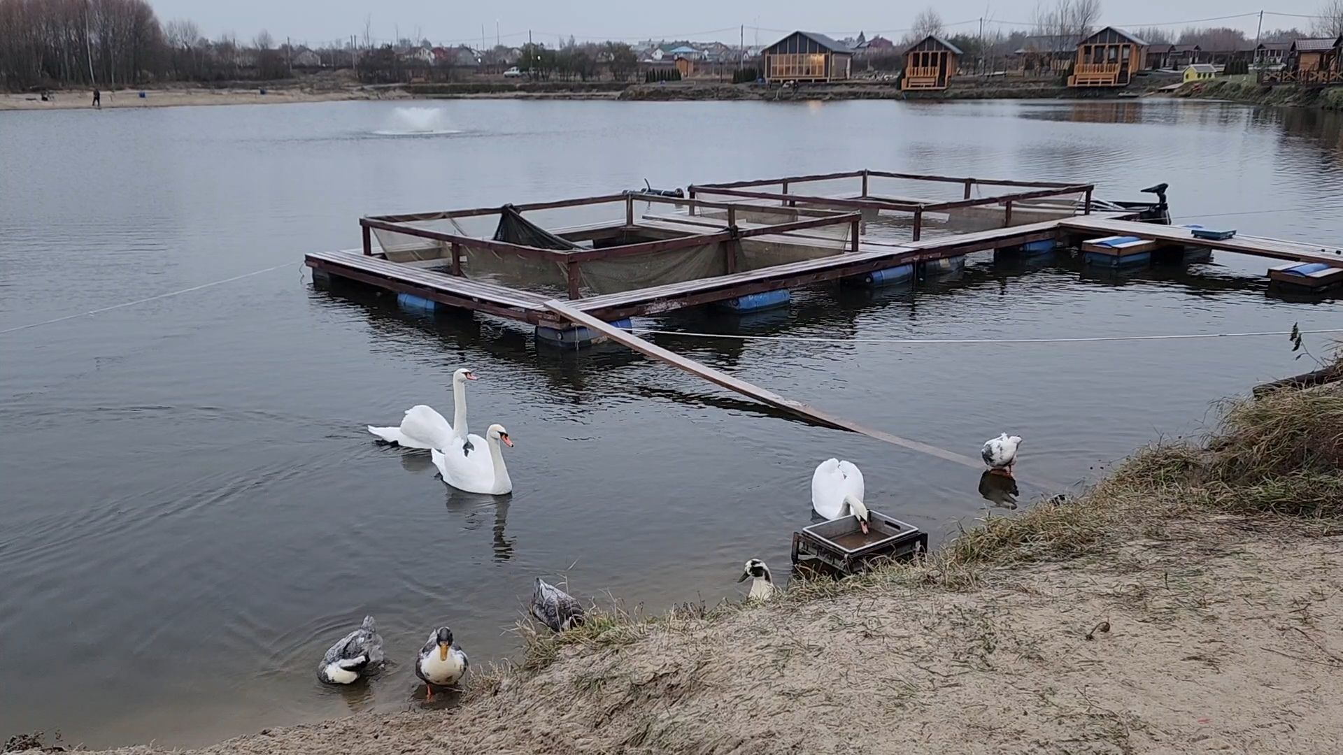 Раменское, Платная рыбалка, Сезон форели, Рыболовный клуб,Вертикалка, Вертикальное видео,