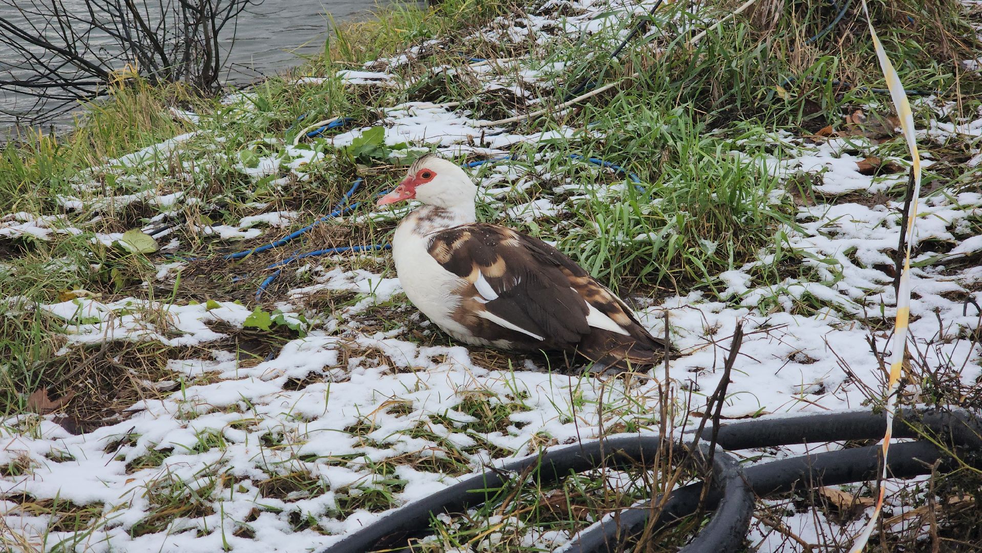 рыбалка, платник, форель, рыбаки,