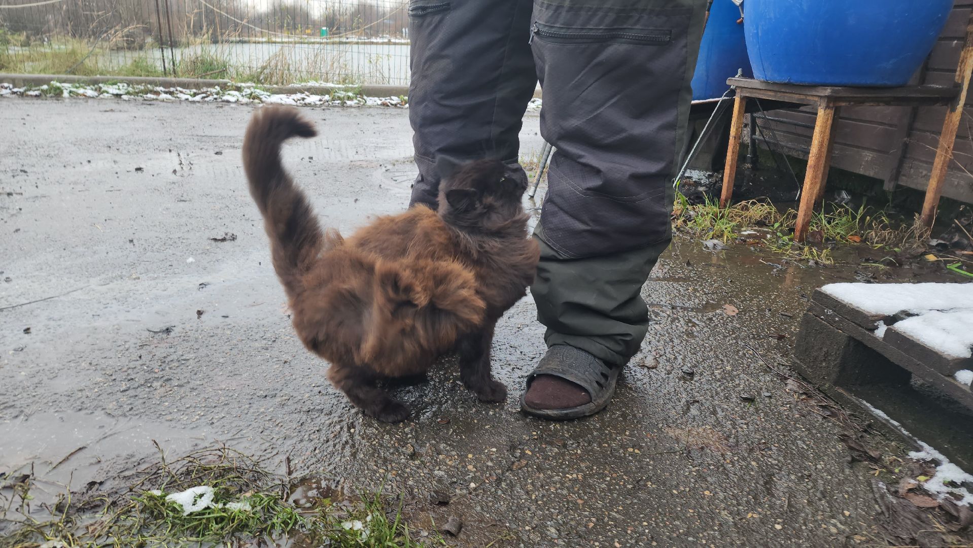 рыбалка, платник, форель, рыбаки,