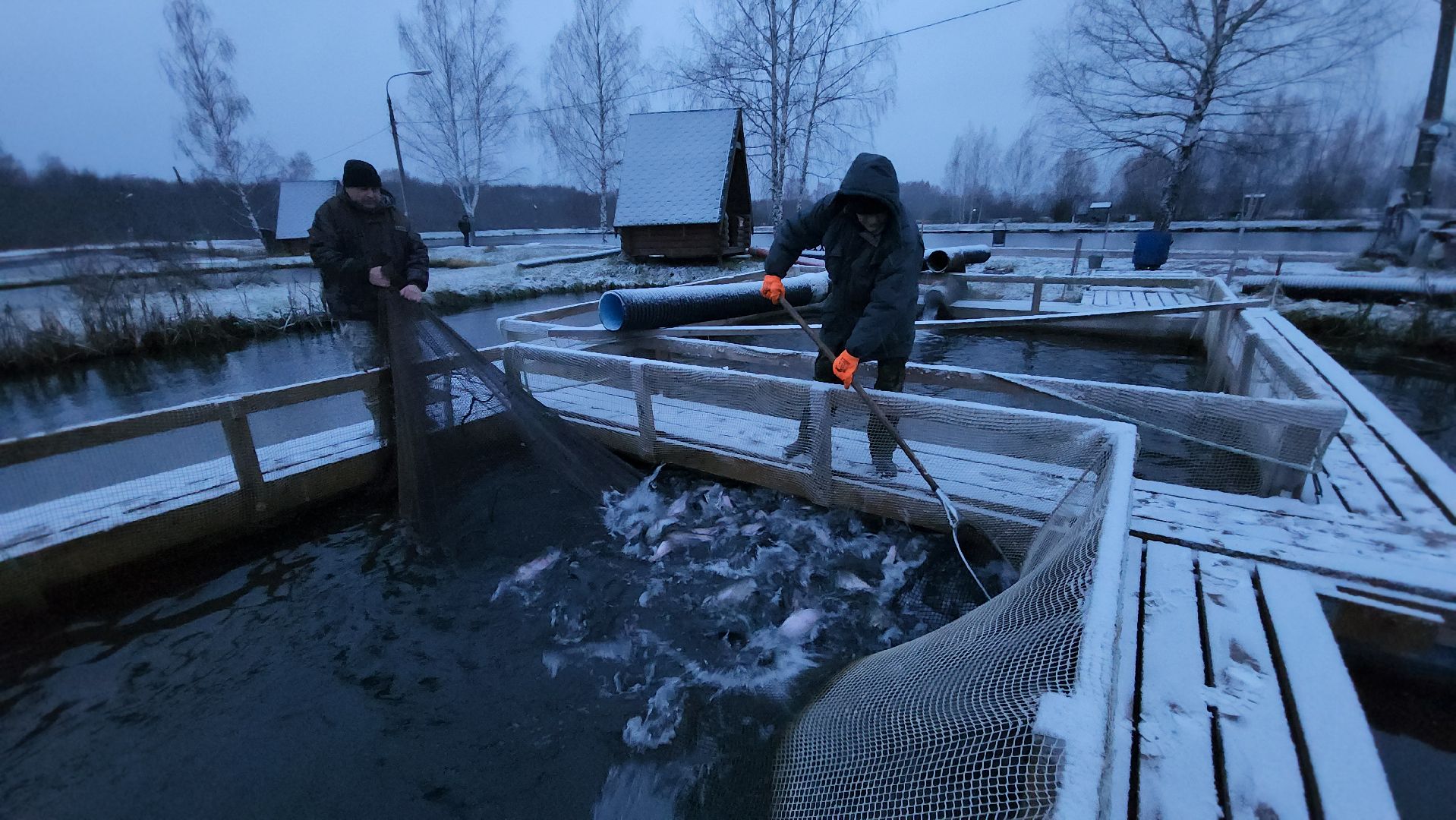 Рыба, рыбалка, платная рыбалка, Фишка, Рыболовный клуб, Руза, рузский городской округ,