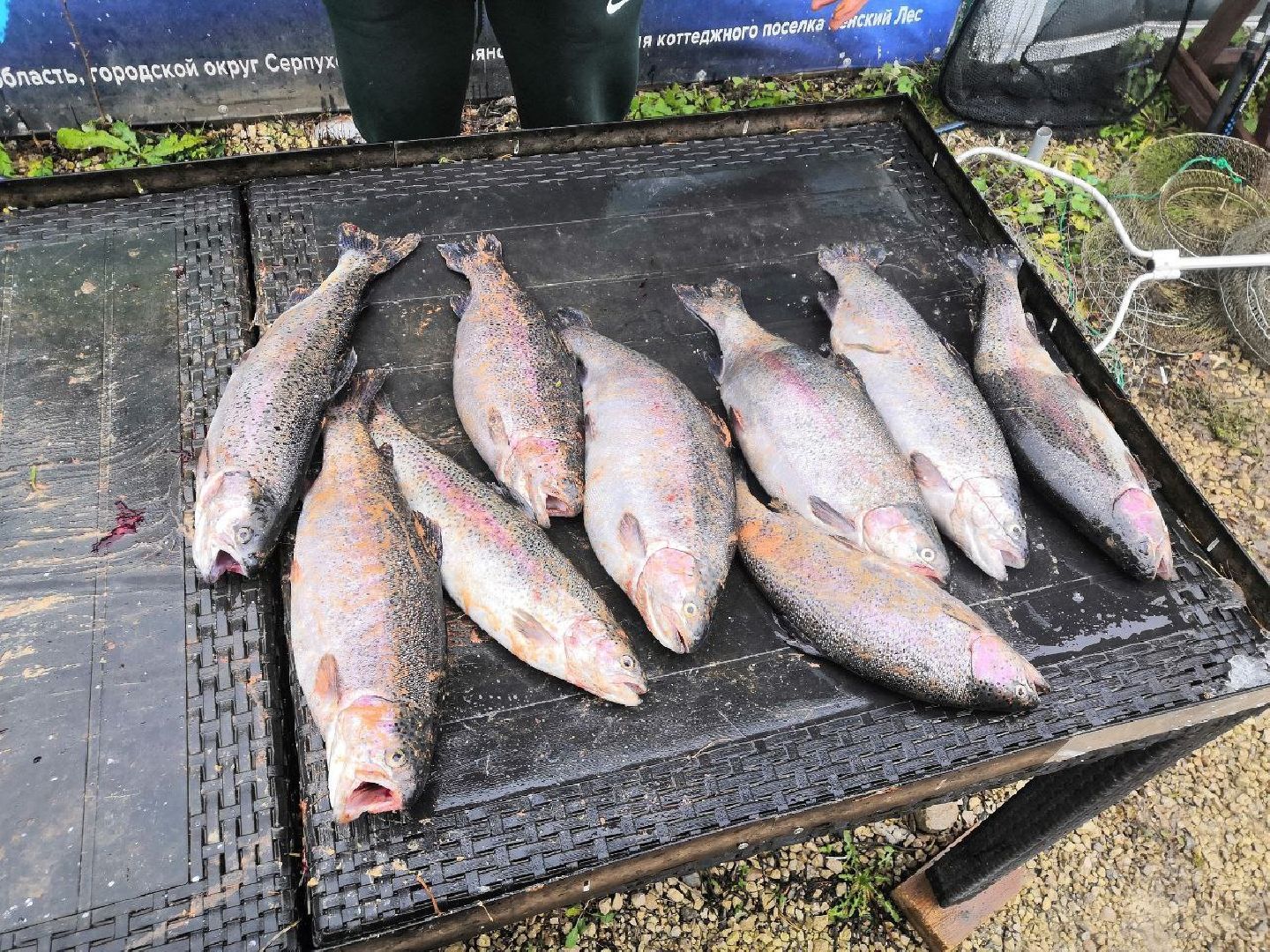 серпухов, подмосковье, рыбалка, форель, сьяново-2,