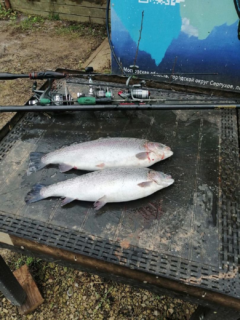 серпухов, подмосковье, рыбалка, форель, сьяново-2,