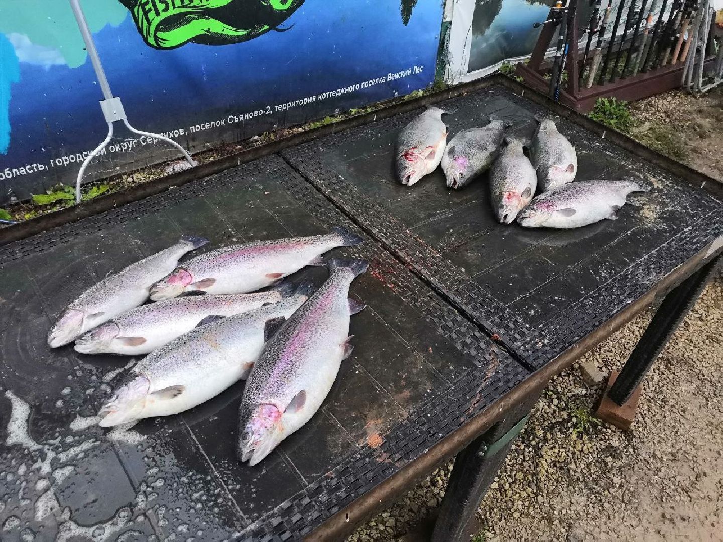 серпухов, подмосковье, рыбалка, форель, сьяново-2,