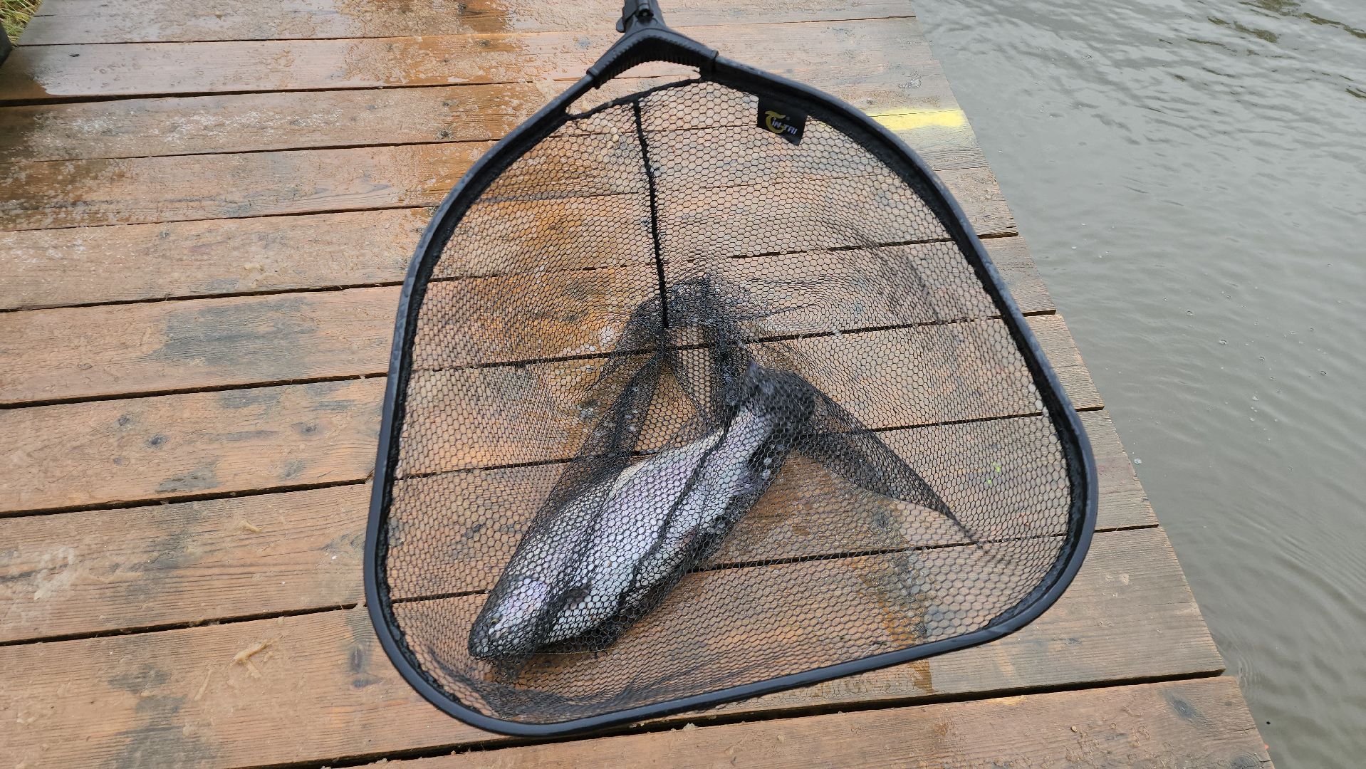 серпухов, подмосковье, рыбалка, форель, сьяново-2,