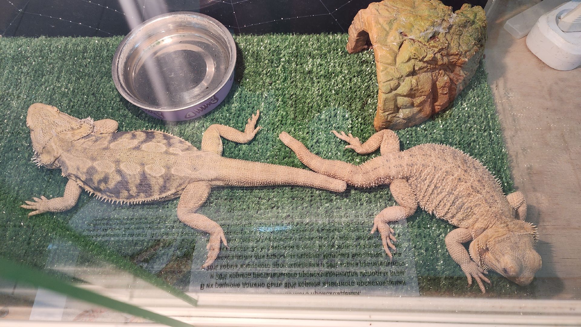 Звенигород, Общество, Выставка пауков и рептилий, вертикалка, вертикальное видео,