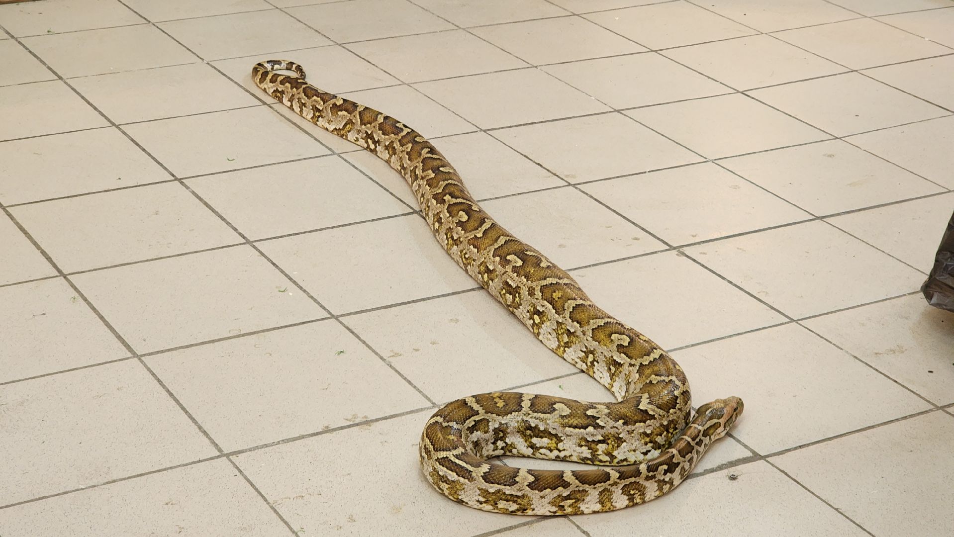 Звенигород, Общество, Выставка пауков и рептилий, вертикалка, вертикальное видео,