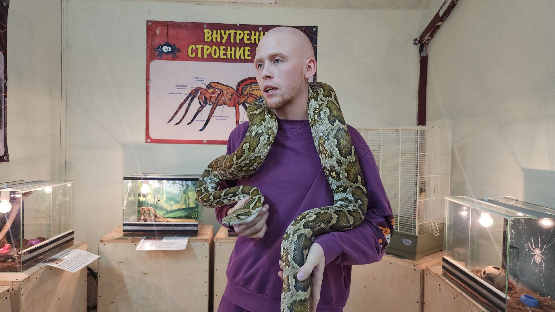 Звенигород, Общество, Выставка пауков и рептилий, вертикалка, вертикальное видео,