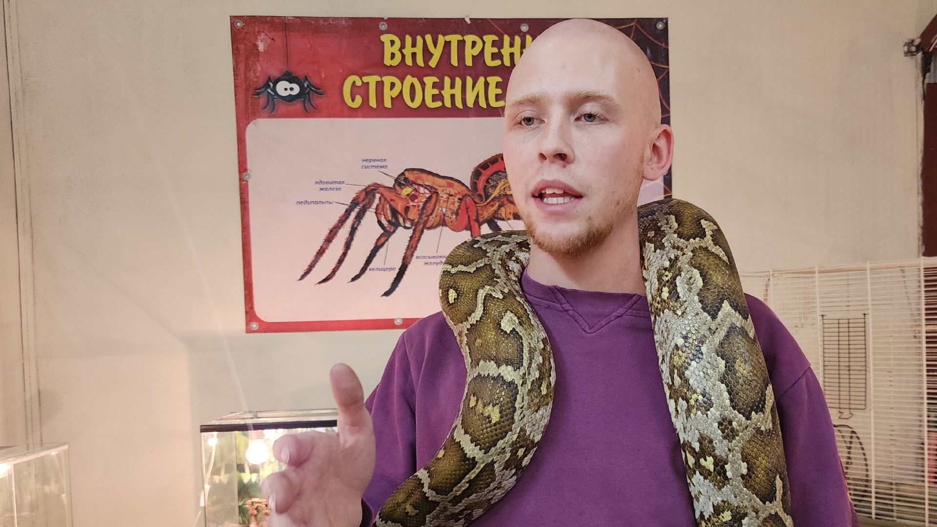 Звенигород, Общество, Выставка пауков и рептилий, вертикалка, вертикальное видео,