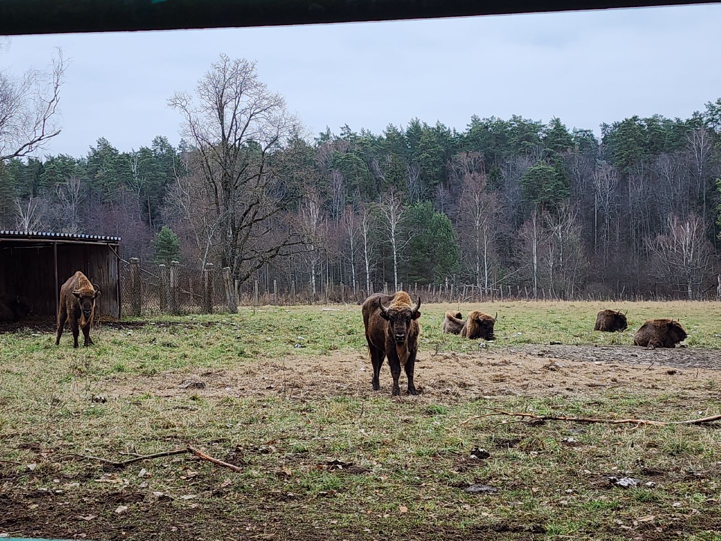 серпухов, подмосковье, зубры, приокско-террасный заповедник, 13 зубров,
