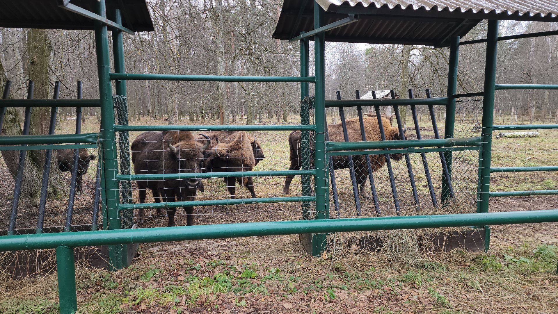 серпухов, подмосковье, зубры, приокско-террасный заповедник, 13 зубров,