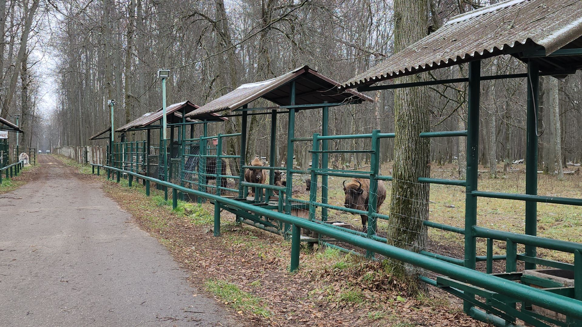серпухов, подмосковье, зубры, приокско-террасный заповедник, 13 зубров,