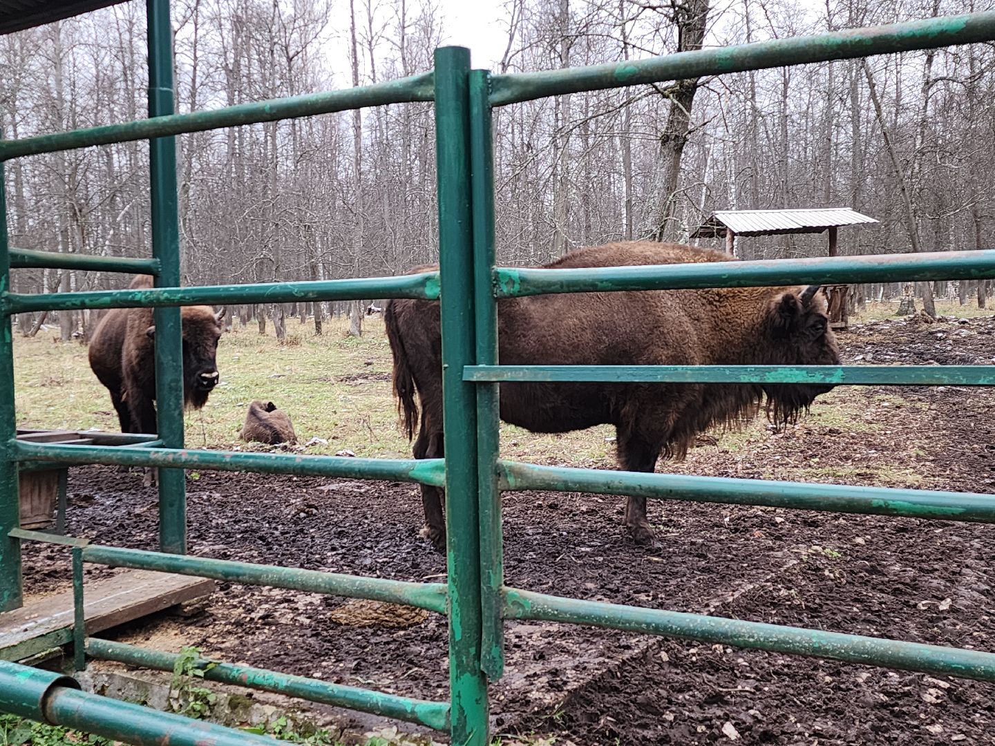 серпухов, подмосковье, зубры, приокско-террасный заповедник, 13 зубров,