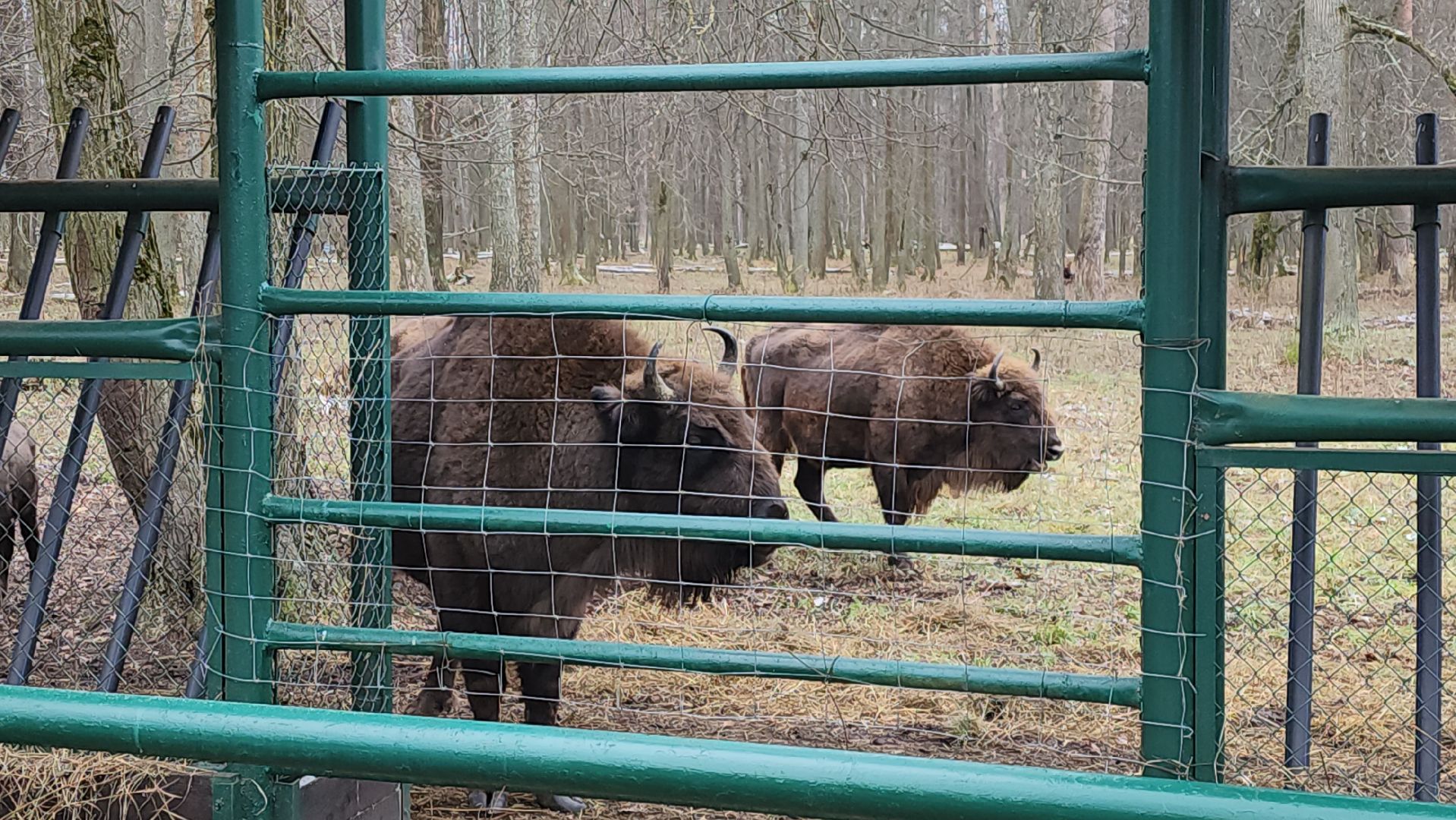 серпухов, подмосковье, зубры, приокско-террасный заповедник, 13 зубров,