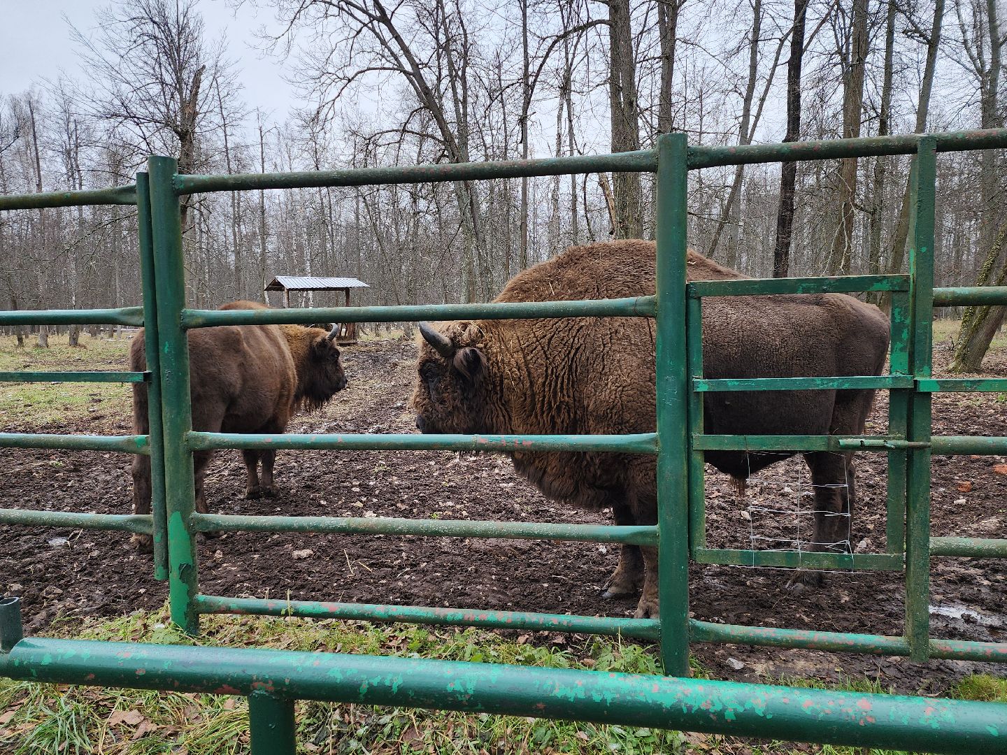 серпухов, подмосковье, зубры, приокско-террасный заповедник, 13 зубров,