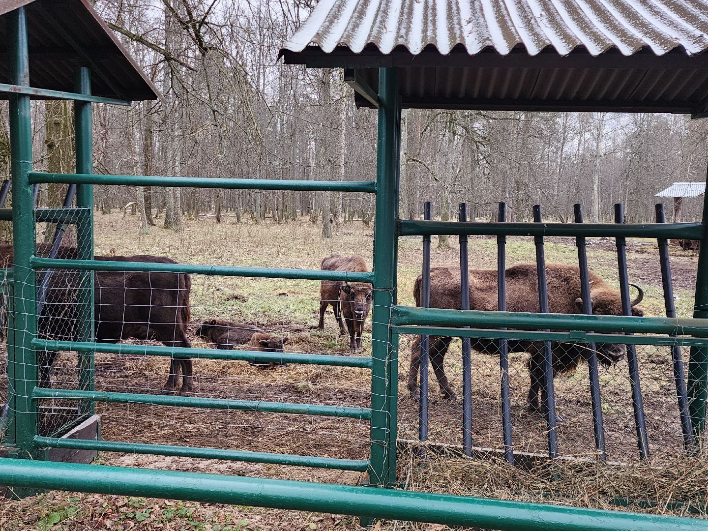 серпухов, подмосковье, зубры, приокско-террасный заповедник, 13 зубров,
