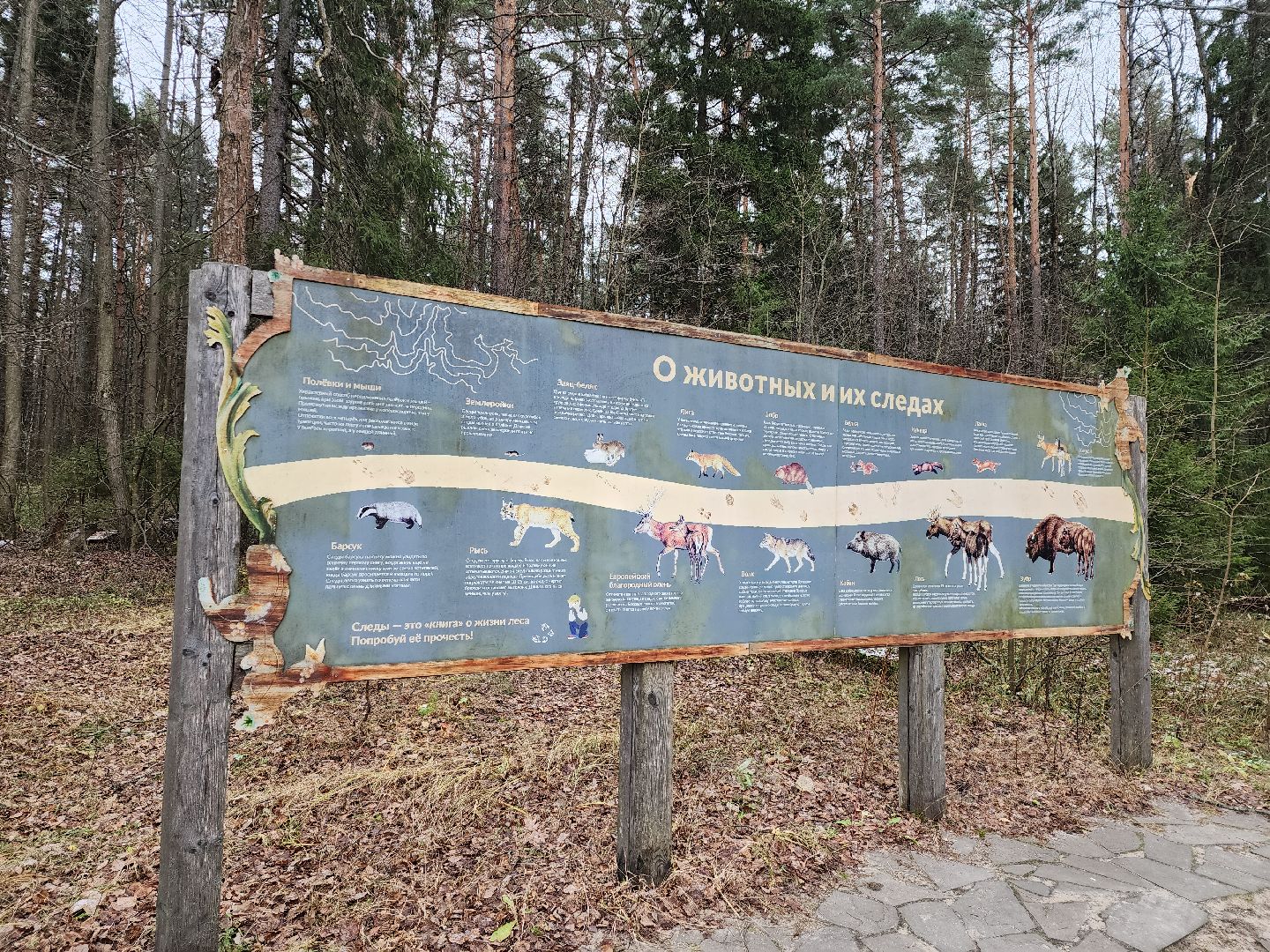 серпухов, подмосковье, зубры, приокско-террасный заповедник, 13 зубров,